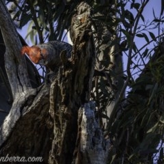 Callocephalon fimbriatum at Deakin, ACT - suppressed