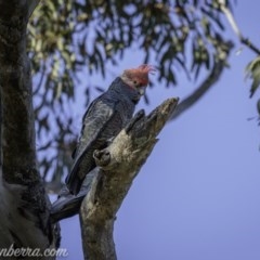 Callocephalon fimbriatum at Deakin, ACT - suppressed