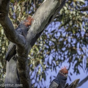 Callocephalon fimbriatum at Deakin, ACT - suppressed