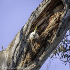 Cacatua galerita (Sulphur-crested Cockatoo) at Deakin, ACT - 10 Oct 2020 by BIrdsinCanberra
