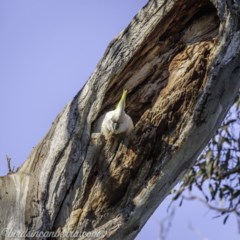 Cacatua galerita (Sulphur-crested Cockatoo) at Deakin, ACT - 11 Oct 2020 by JonSteinbeck