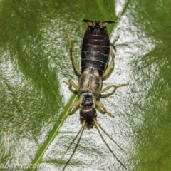 Forficula auricularia (European Earwig) at Hughes, ACT - 11 Oct 2020 by JonSteinbeck