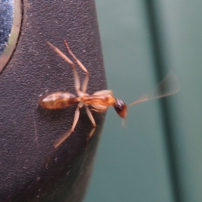 Camponotus claripes (Pale-legged sugar ant) at Flynn, ACT - 27 Oct 2020 by Christine