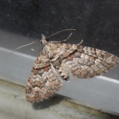 Phrissogonus laticostata (Apple looper moth) at Flynn, ACT - 24 Oct 2020 by Christine