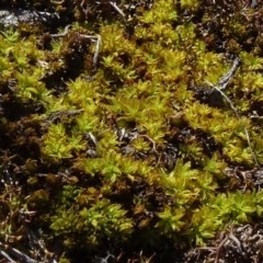 Pottiaceae (family) (A moss) at O'Connor, ACT - 18 Oct 2020 by JanetRussell