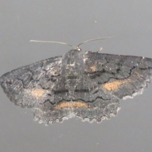 Melanodes anthracitaria at Flynn, ACT - 24 Oct 2020