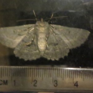 Melanodes anthracitaria at Flynn, ACT - 24 Oct 2020