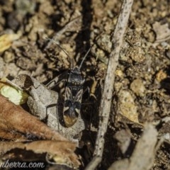 Dieuches sp. (genus) (A seed bug) at Hughes, ACT - 10 Oct 2020 by BIrdsinCanberra