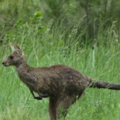 Macropus giganteus (Eastern Grey Kangaroo) at Umbagong District Park - 24 Oct 2020 by Christine