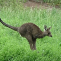 Macropus giganteus at Latham, ACT - 25 Oct 2020