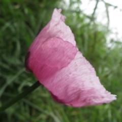 Papaver somniferum (Opium Poppy) at Coree, ACT - 27 Oct 2020 by Christine