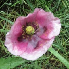 Papaver somniferum at Coree, ACT - 27 Oct 2020