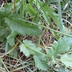 Papaver somniferum at Coree, ACT - 27 Oct 2020