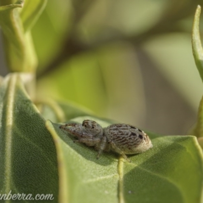 Opisthoncus grassator (Jumping spider) at Hughes, ACT - 11 Oct 2020 by BIrdsinCanberra