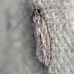 Agriophara (genus) (A concealer moth) at O'Connor, ACT - 4 Oct 2020 by ibaird