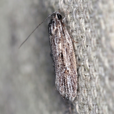 Agriophara (genus) (A Flat-bodied moth (Depressidae) at O'Connor, ACT - 4 Oct 2020 by ibaird