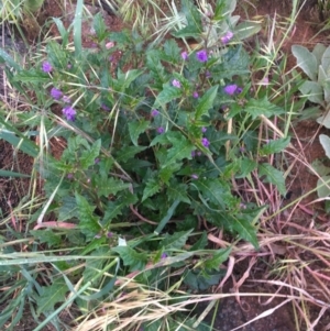 Solanum cinereum at Hughes, ACT - 27 Oct 2020