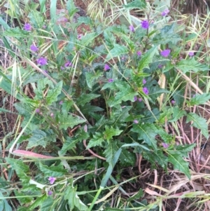 Solanum cinereum at Hughes, ACT - 27 Oct 2020 06:47 PM