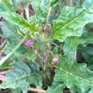 Solanum cinereum at Hughes, ACT - 27 Oct 2020