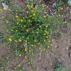 Calotis lappulacea (Yellow Burr Daisy) at Hughes, ACT - 27 Oct 2020 by JackyF