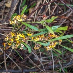 Daviesia mimosoides (Bitter Pea) at Hughes, ACT - 27 Oct 2020 by JackyF