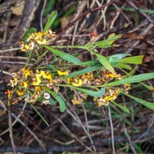 Daviesia mimosoides at Hughes, ACT - 27 Oct 2020 05:30 PM