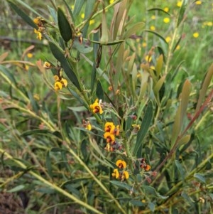 Daviesia mimosoides at Hughes, ACT - 27 Oct 2020 05:30 PM