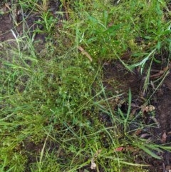 Cotula australis (Common Cotula, Carrot Weed) at Hughes, ACT - 27 Oct 2020 by JackyF