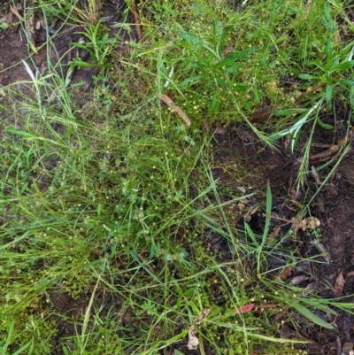 Cotula australis (Common Cotula, Carrot Weed) at Hughes, ACT - 27 Oct 2020 by JackyF