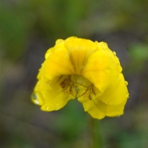 Goodenia pinnatifida at Deakin, ACT - 27 Oct 2020