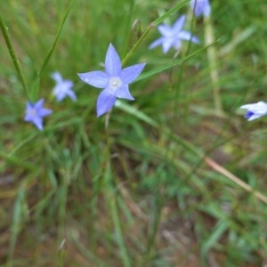 Wahlenbergia sp. at Deakin, ACT - 27 Oct 2020 04:36 PM