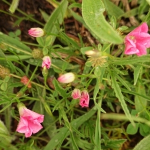 Convolvulus angustissimus subsp. angustissimus at Deakin, ACT - 27 Oct 2020