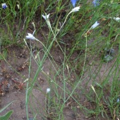 Wahlenbergia luteola at Deakin, ACT - 27 Oct 2020