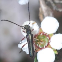 Titurius salebrosus (Longhorn or longicorn beetle) at Holt, ACT - 21 Oct 2020 by Harrisi