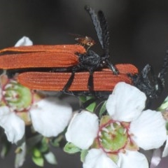 Porrostoma sp. (genus) (Lycid, Net-winged beetle) at Holt, ACT - 23 Oct 2020 by Harrisi