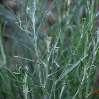 Senecio quadridentatus (Cotton Fireweed) at Weston, ACT - 26 Oct 2020 by AliceH