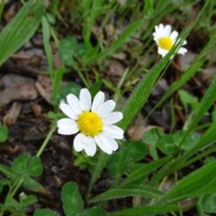 Leucanthemum vulgare (Ox-eye Daisy) at Jerrabomberra, ACT - 27 Oct 2020 by Mike