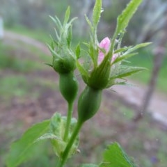 Rosa canina (Dog Rose) at Isaacs Ridge - 27 Oct 2020 by Mike