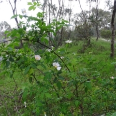 Rosa canina at Tuggeranong DC, ACT - 27 Oct 2020 04:34 PM