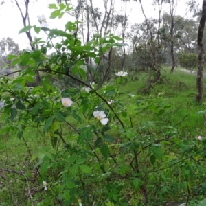 Rosa canina at Tuggeranong DC, ACT - 27 Oct 2020