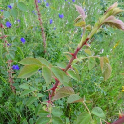 Rosa rubiginosa (Sweet Briar, Eglantine) at Jerrabomberra, ACT - 27 Oct 2020 by Mike