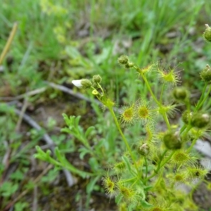 Drosera gunniana at Jerrabomberra, ACT - 27 Oct 2020 04:15 PM