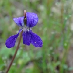 Viola betonicifolia (Mountain Violet) at Isaacs Ridge - 27 Oct 2020 by Mike