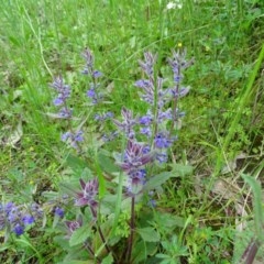 Ajuga australis (Austral Bugle) at Isaacs Ridge - 27 Oct 2020 by Mike