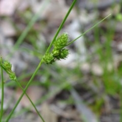 Carex inversa (Knob Sedge) at Isaacs Ridge - 27 Oct 2020 by Mike