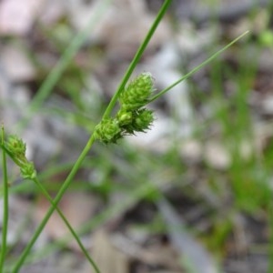 Carex inversa at Isaacs Ridge and Nearby - 27 Oct 2020 03:42 PM