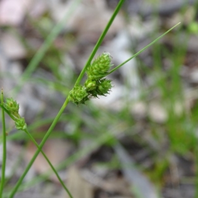 Carex inversa (Knob Sedge) at Isaacs Ridge and Nearby - 27 Oct 2020 by Mike