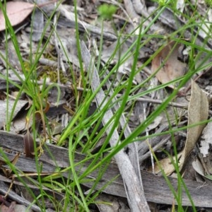 Carex inversa at Isaacs Ridge and Nearby - 27 Oct 2020 03:42 PM