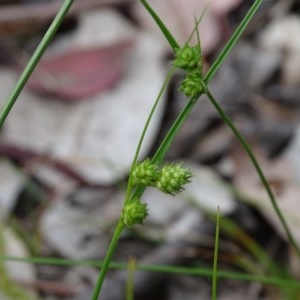 Carex inversa at Isaacs Ridge and Nearby - 27 Oct 2020 03:42 PM