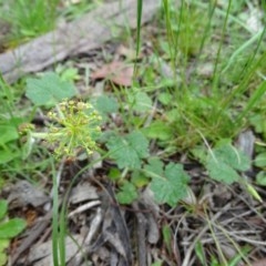 Hydrocotyle laxiflora (Stinking Pennywort) at Isaacs Ridge - 27 Oct 2020 by Mike